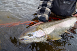 Steelhead Fishing Photo NWSF 2018