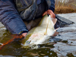 Steelhead Fishing Photo NWSF 2018